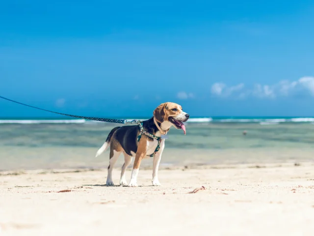 Chien en laisse se tenant sur une plage avec la mer à l'arrière-plan.