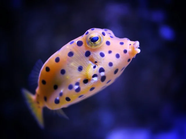 Un poisson-coffre jaune tacheté de points bleus nage dans un environnement aquatique.