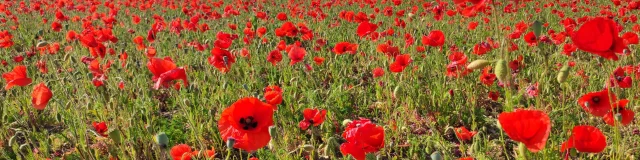 Champ de coquelicots rouges s'étendant à perte de vue sur l'île de Ré.