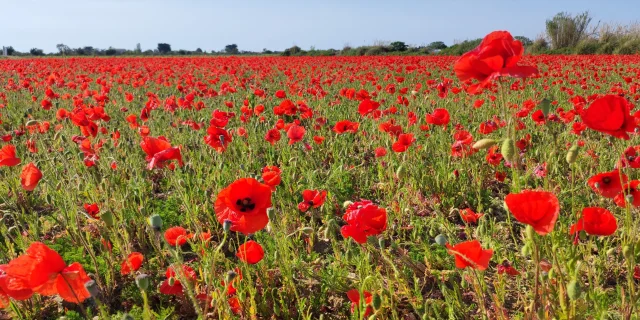 Champs Coquelicots Ile De Re Por Camille Pinot