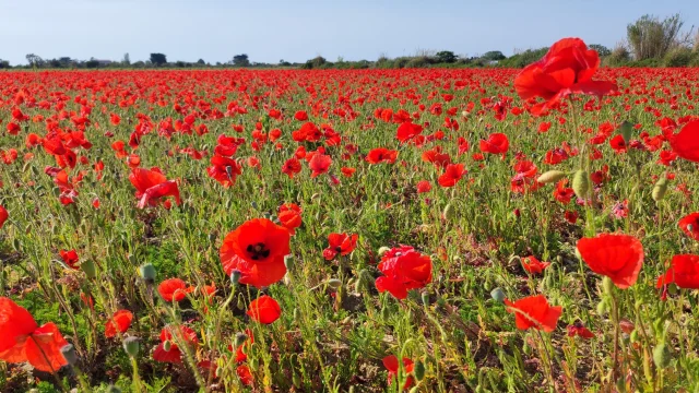 Champ de coquelicots rouges s'étendant à perte de vue sur l'île de Ré.