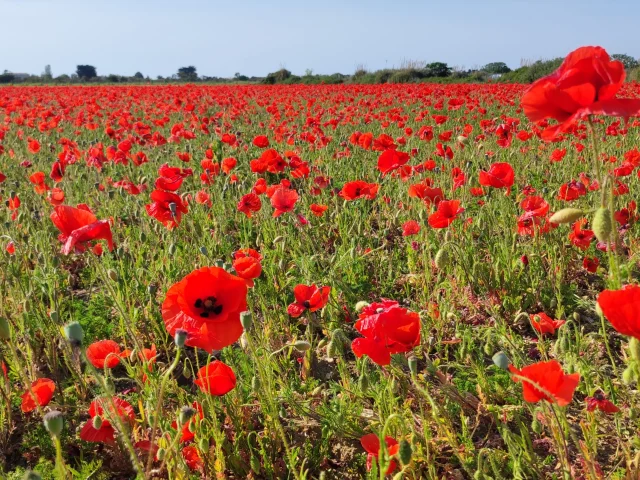 Champ de coquelicots rouges s'étendant à perte de vue sur l'île de Ré.