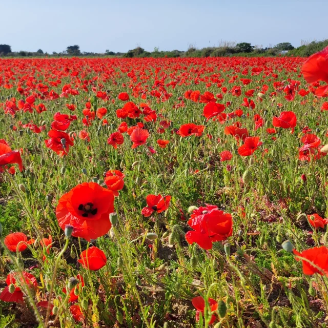 Champ de coquelicots rouges s'étendant à perte de vue sur l'île de Ré.