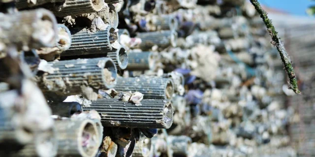 Tube rempli de petites huîtres accrochées pour le captage et le détrocage.