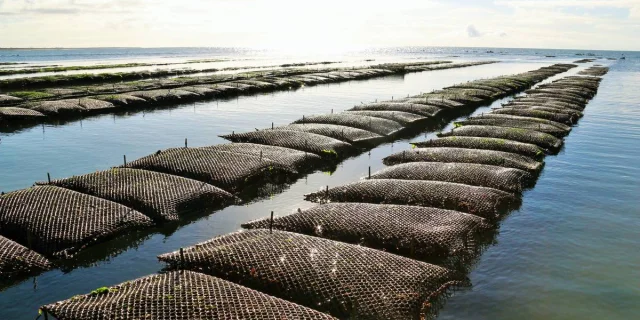 Poches d'huîtres alignées dans l'eau pour l'élevage en mer.