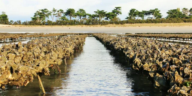 Des structures pour la production d'huîtres dans l'eau, avec des huîtres accrochées.