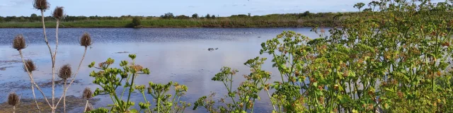 Vue d'une étendue d'eau dans la réserve naturelle, entourée de végétation.