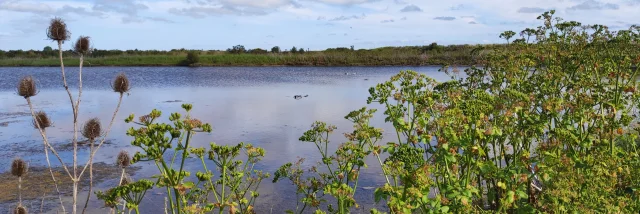 Vue d'une étendue d'eau dans la réserve naturelle, entourée de végétation.