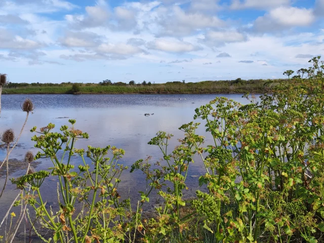 Vue d'une étendue d'eau dans la réserve naturelle, entourée de végétation.