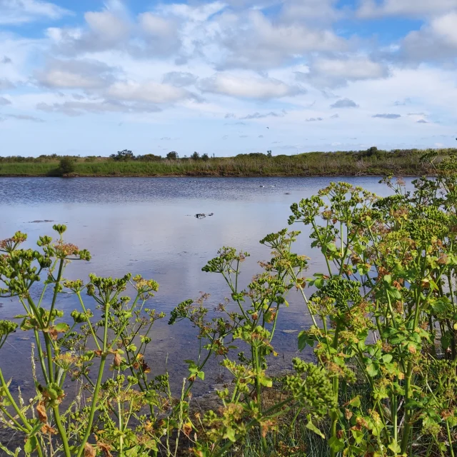 Vue d'une étendue d'eau dans la réserve naturelle, entourée de végétation.