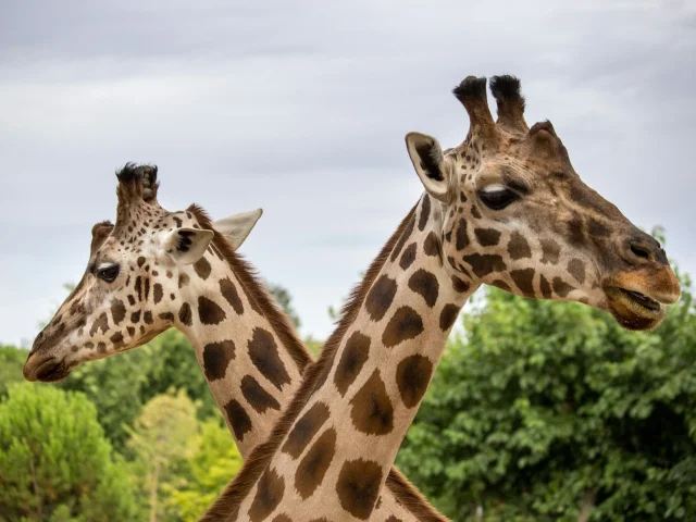 Deux girafes regardant au loin dans un parc animalier.