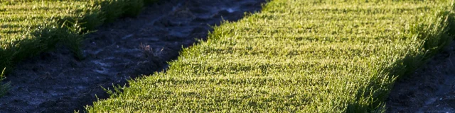 Vue aérienne de rangées de salicornes cultivées dans les marais.