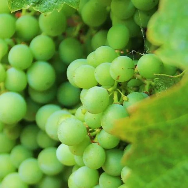 Grappes de raisins verts en cours de maturation