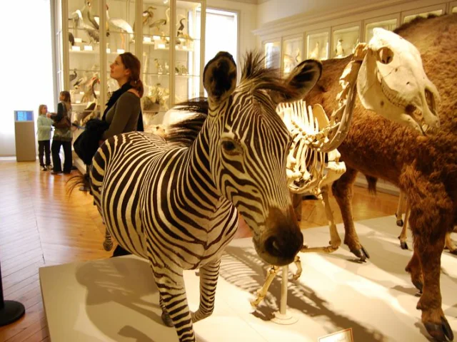 Exposition de spécimens d'animaux au Muséum d'histoire naturelle.