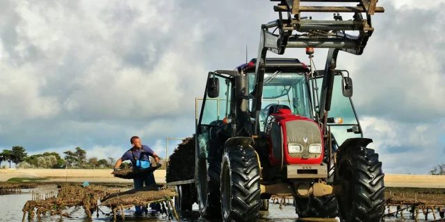 Ostréiculteur travaillant dans un parc à huîtres à marée basse