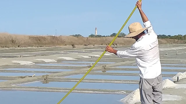 Saunier récoltant du sel avec une lousse dans un marais salant