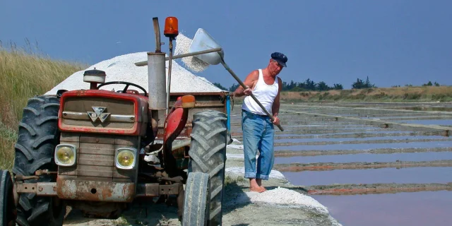 Saunier chargeant le sel récolté sur un tracteur