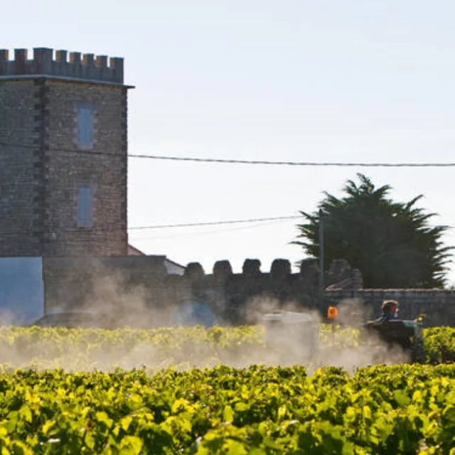 Vineyard With Chateau