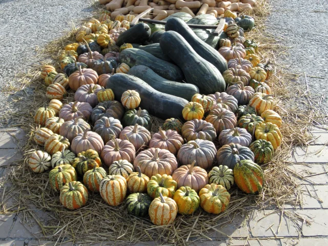 Fête de la Citrouille à Rivedoux-Plage